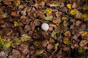 Фотография Волчиха 4