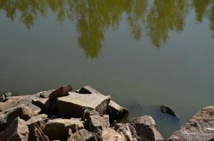 Фотография Волчиха 1