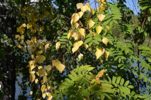 Фотография Волчиха 5