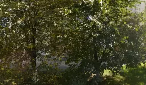 Фотография Новосёл 0